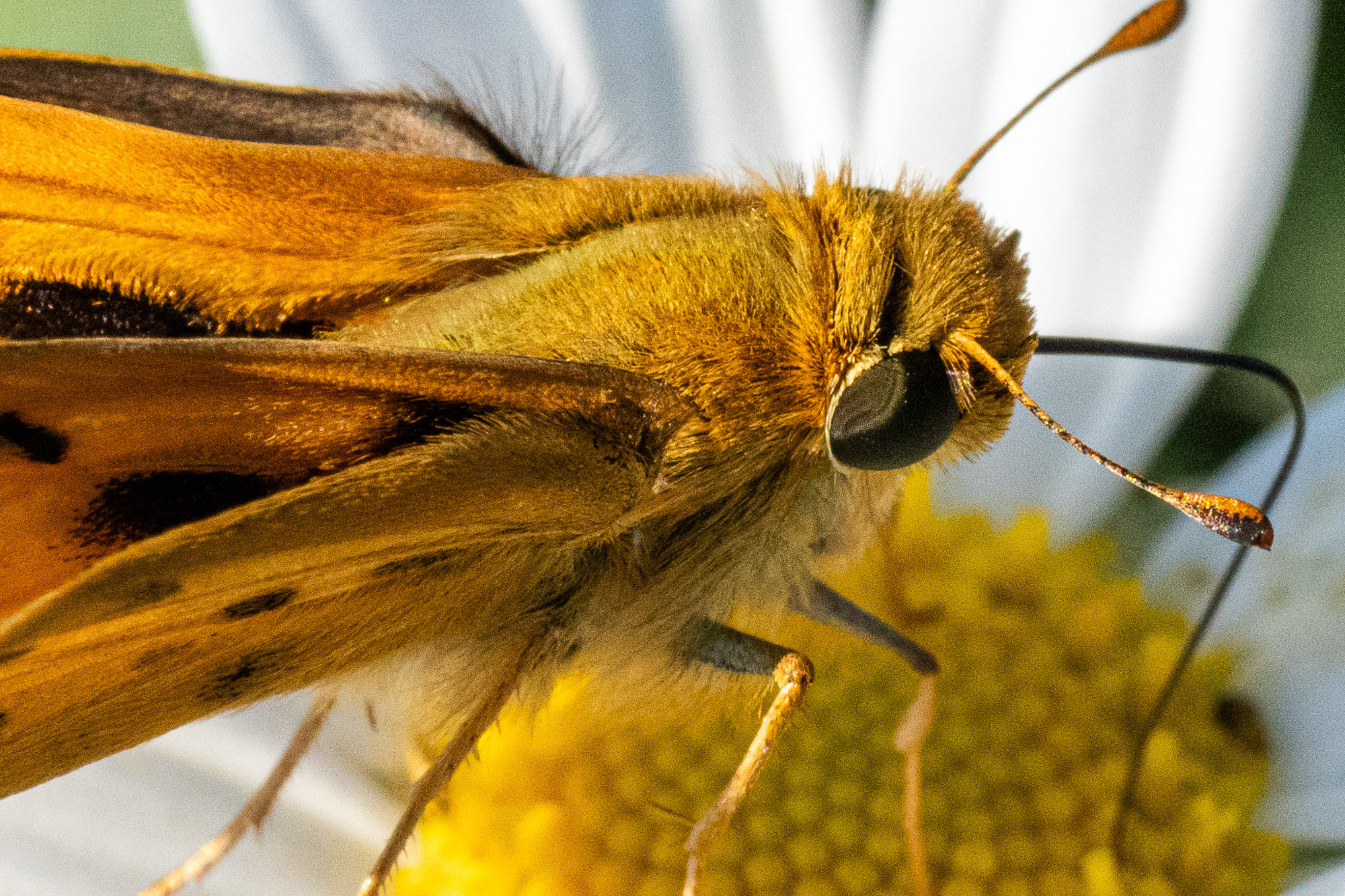Skipper butterfly macro photography on daisy flower nature close-up