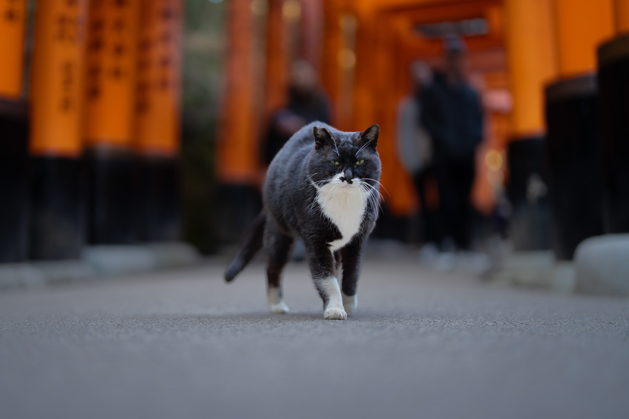 Cat walking through Fushimi Inari torii gates Kyoto Japan travel photography