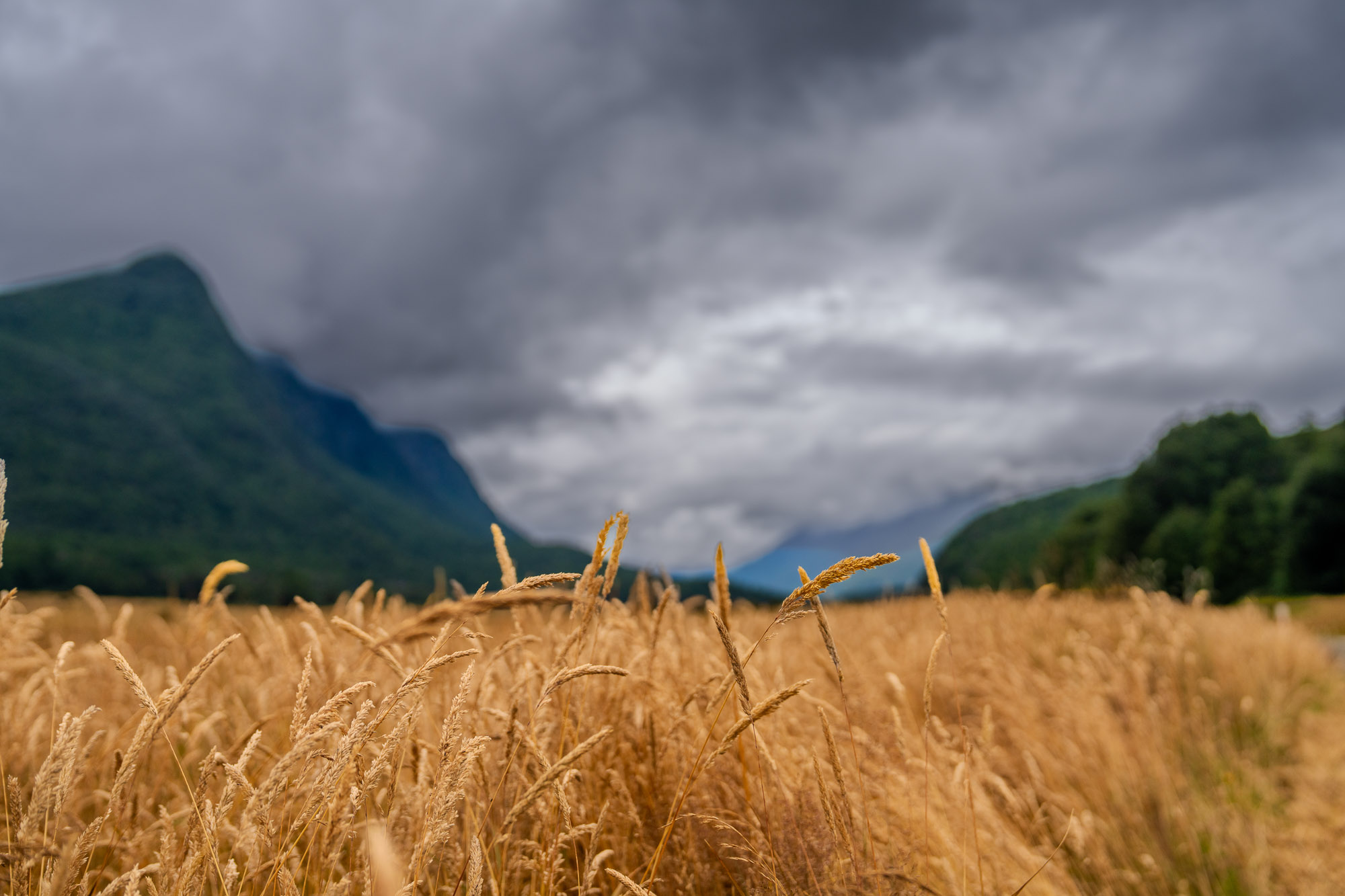 Golden wheat field with dramatic mountains landscape photography New Zealand