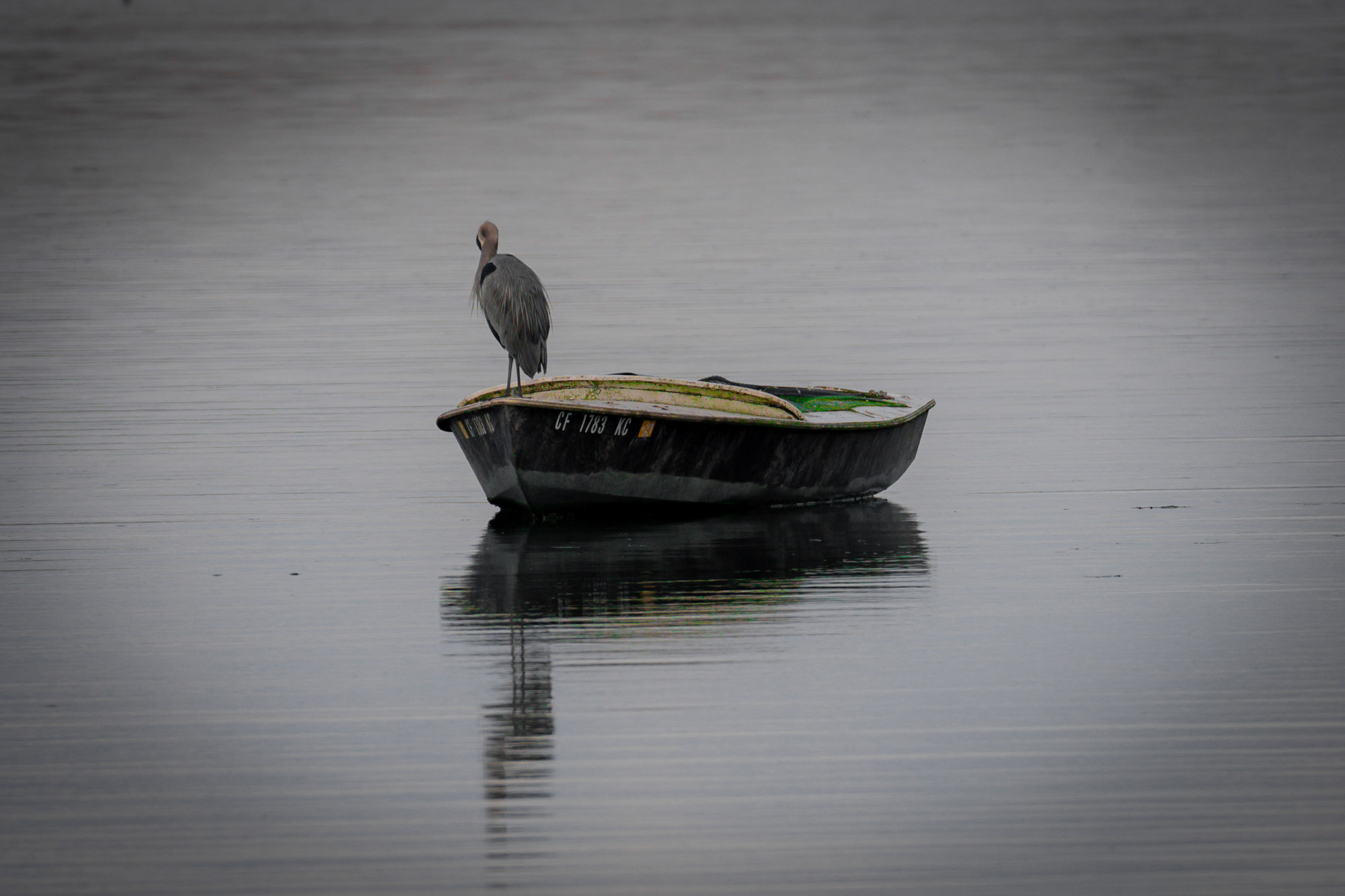 Great blue heron perched on boat calm water wildlife photography