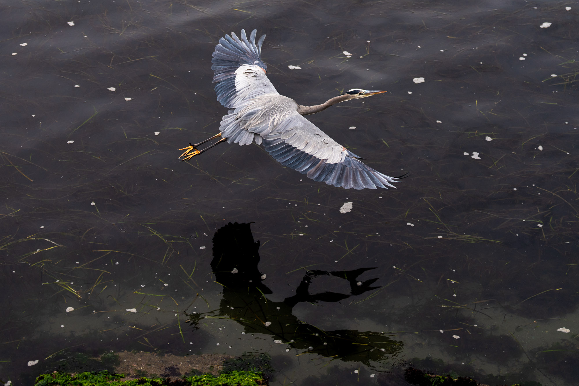 Wildlife photography great blue heron bird in flight Los Angeles nature photographer