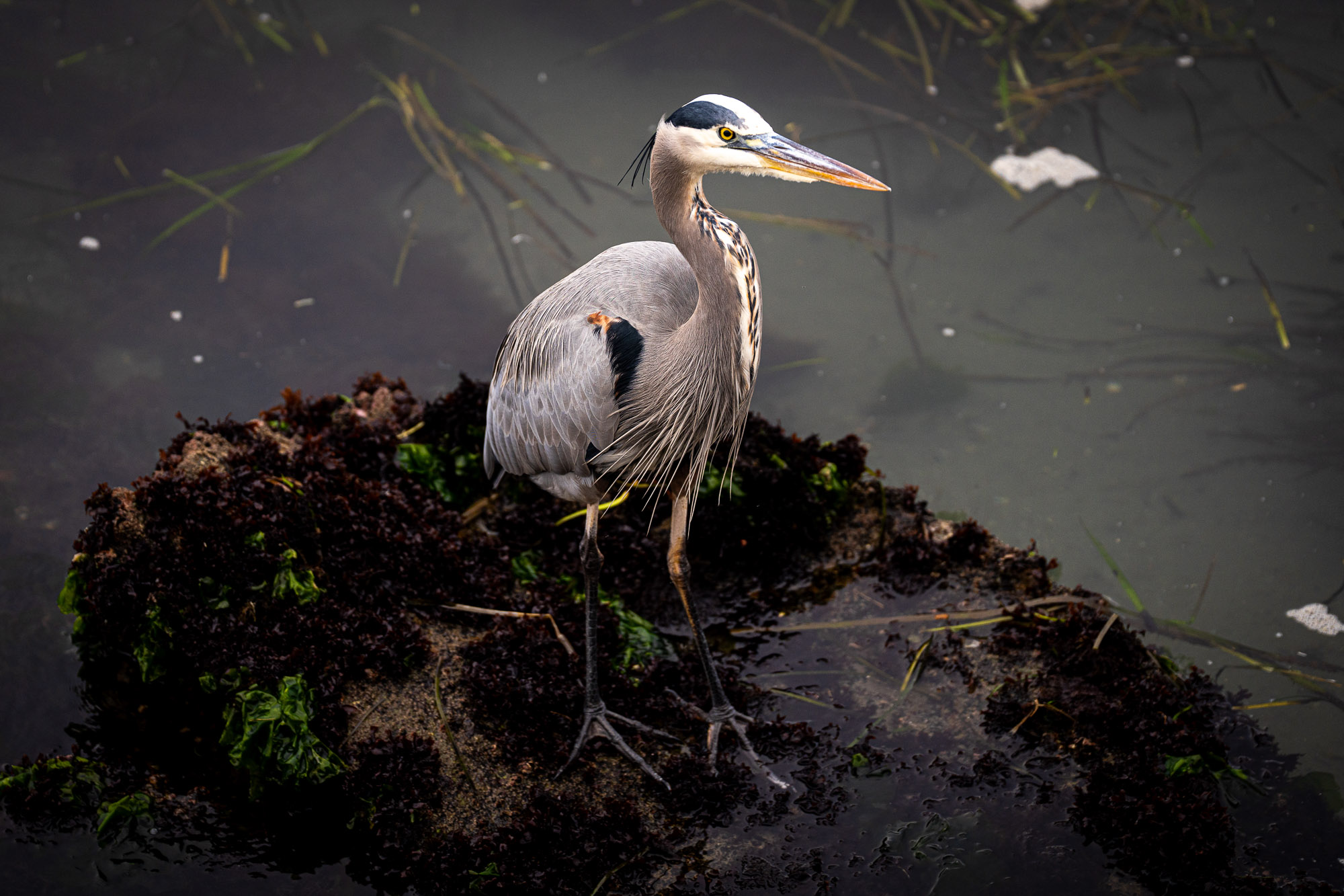 Great blue heron standing in marsh wildlife photography California