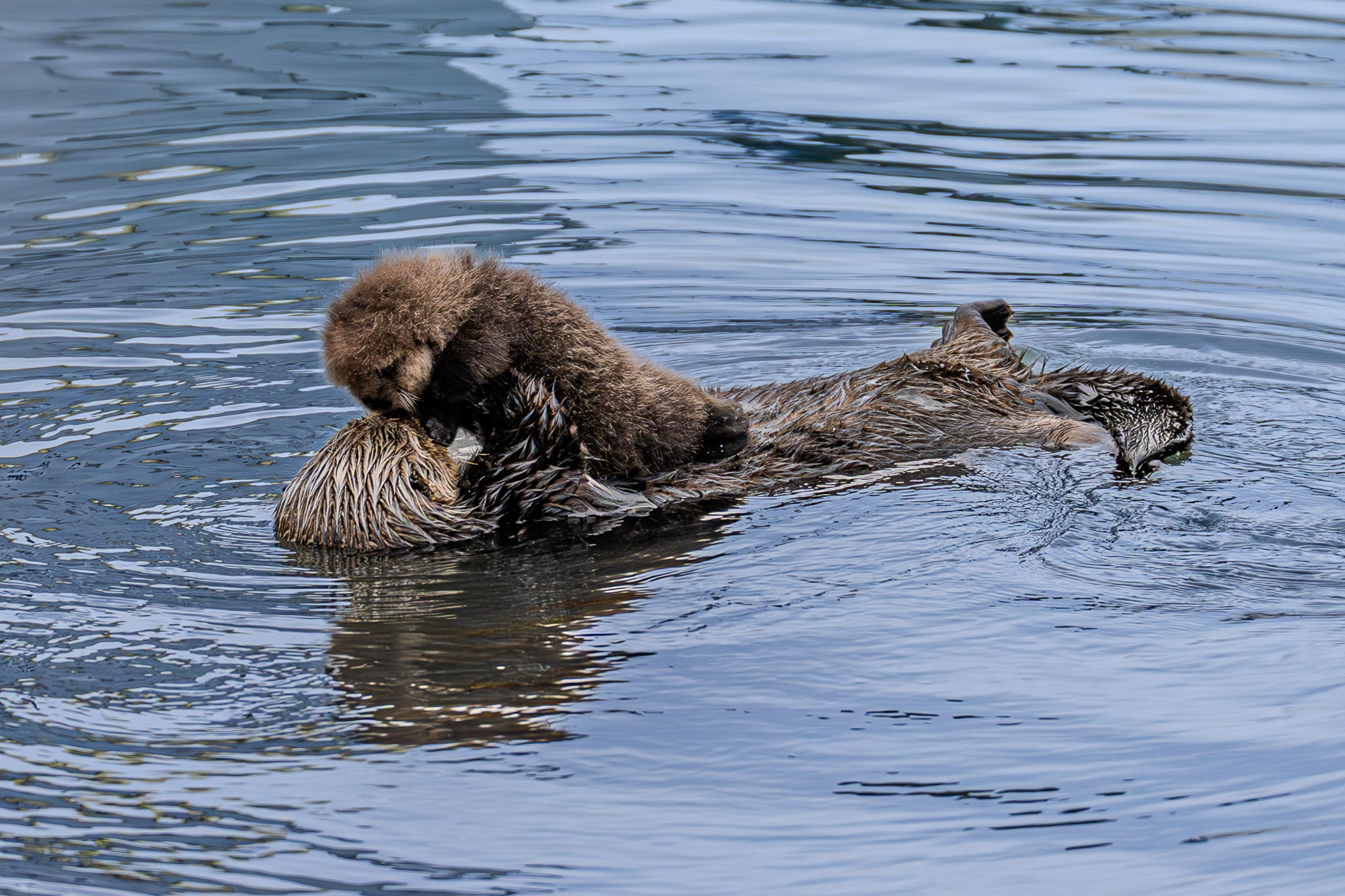 Wildlife photography sea otter mother and pup California coast nature photographer