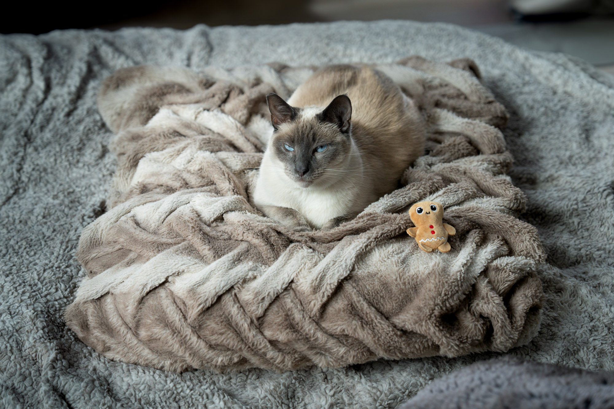 Siamese cat portrait cozy blanket pet photography Los Angeles