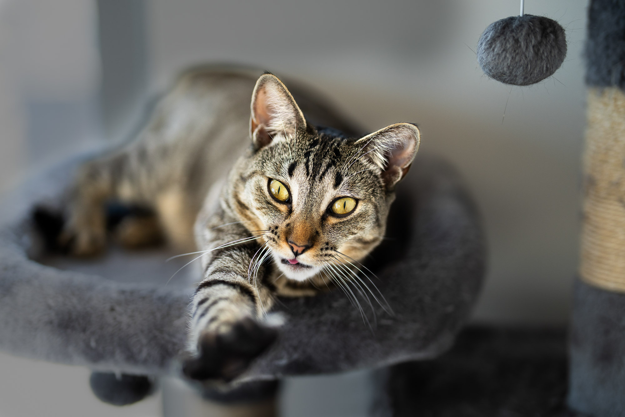 Tabby cat portrait on cat tree pet photography Los Angeles photographer