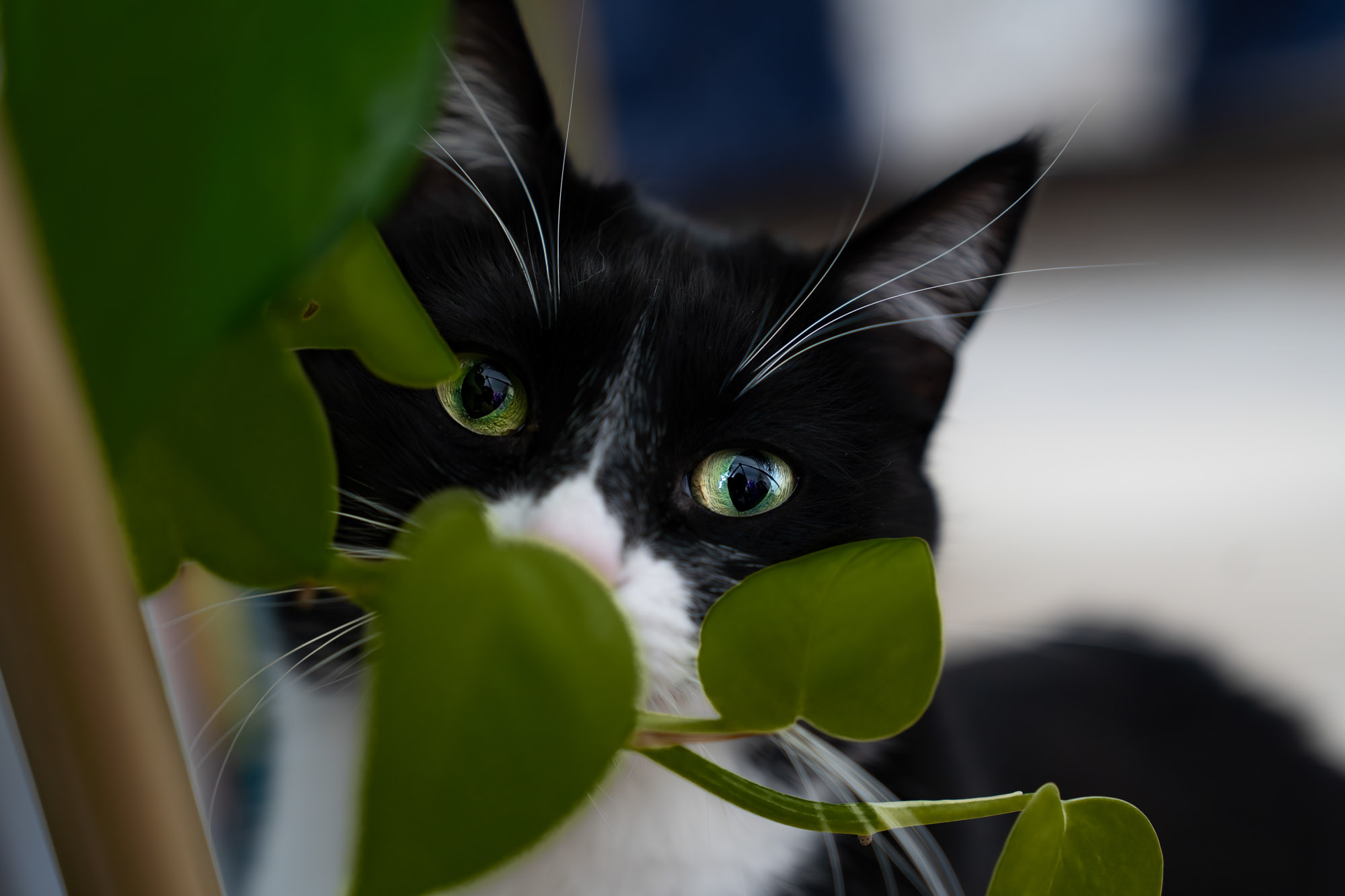 Tuxedo cat peeking through plant leaves pet photography artistic